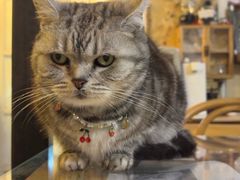 -海边的猫和咖啡馆