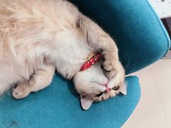 -猫在这儿猫咪咖啡馆·撸猫馆