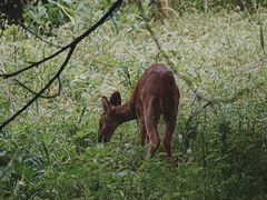 -北京麋鹿生态实验中心