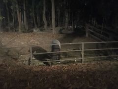 -清迈夜间动物园