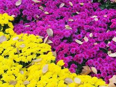 -菊花台公园