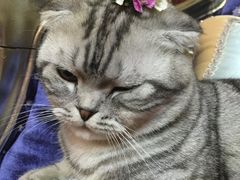 小花朵-酷迪宠物(赵登禹路店)