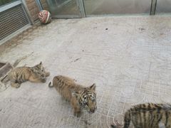 -西霞口神雕山野生动物世界