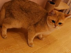 金桔-猫咪派对(江南西店)