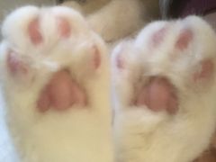 -滚猫咖啡·猫咖·猫友好撸猫(未来城店)
