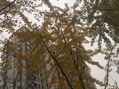 -新湖明珠城