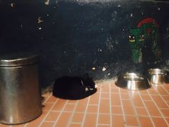 -猫咪博物馆(顶澳仔猫街店)