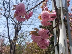 -高东镇樱花园
