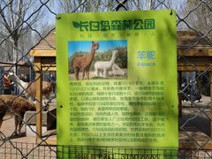 -长白岛森林公园