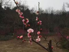 -习家池