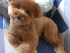 -安安宠医宠物医院·异宠·犬猫内科(岳阳分院)
