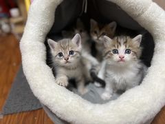 -欣宠猫屋·矮脚拿破仑·蓝金金渐层