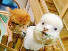 -藦茜花园宠物主题亲子互动体验馆(国顺东路店)