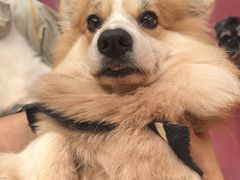 -和它·交个朋友·狗咖猫咖(爱琴海店)