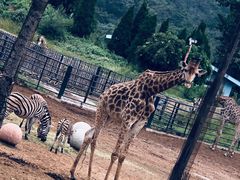 -大连森林动物园