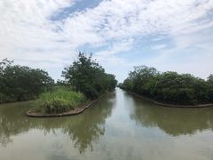 -大湾区中央湿地公园