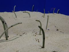 -上海海洋水族馆