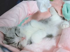 -1013 PET SHOP 宠物商店(近铁城市广场店)