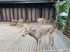 -普洱太阳河森林公园