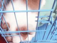 -翊宠yipet猫狗购宠庄园犬舍•猫舍