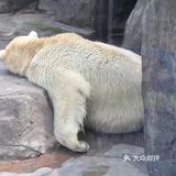 【成都攻略】成都游之海昌极地海洋公园