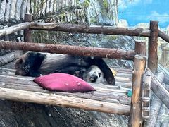 -泉州海丝野生动物世界