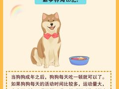 -翊宠yipet猫狗购宠庄园犬舍•猫舍