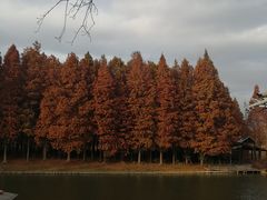 -溱湖国家湿地公园