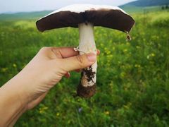 -乌兰布统景区-白桦林