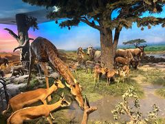 -国家自然博物馆