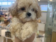 -翊宠yipet猫狗购宠庄园犬舍•猫舍