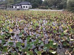 -范蠡湖公园