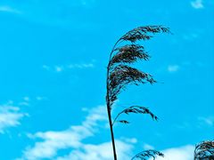 -上海吴淞炮台湾国家湿地公园