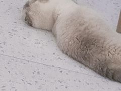 -喵园·猫主题咖啡厅·撸猫·猫咖(国贸店)