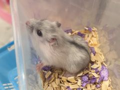 -FAELING PETS美天灵宠物(合生汇店)