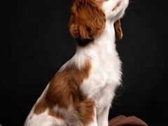 -萌宠之家·腊肠犬·马尔泰·小体犬舍