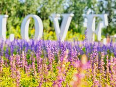 -紫海香堤香草艺术庄园