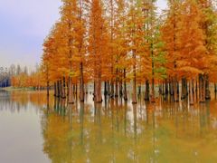 -白鹭湾湿地公园