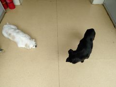 -康乐宝动物医院