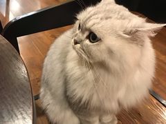 -猫友咖啡店(玉林西路店)