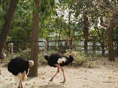 -大连森林动物园