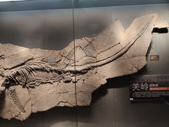 -贝林大翅鲸简餐厅(国家海洋博物馆店)