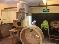 -more than meow吴止猫主题餐厅(承德 中船汇店)