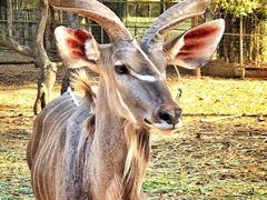 -清迈夜间动物园