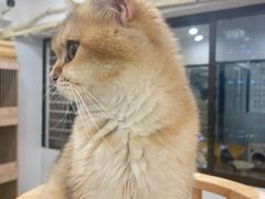 -有喵·猫咖·狗咖·30几只猫10只小狗(岗厦店)