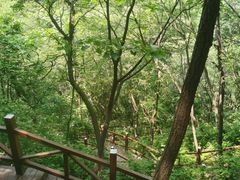 -大岭沟猕猴桃谷风景区