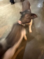 -Zoolung Zoolung动物主题公园(海信广场店)