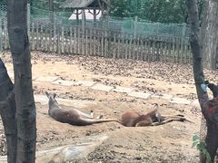 -大连森林动物园