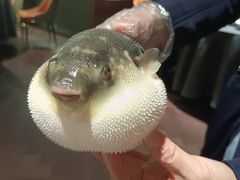 -肆月河豚·淮扬菜·湘菜(华天店)