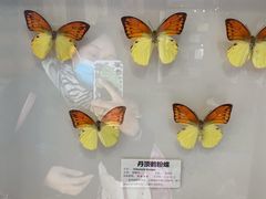 -上海大自然野生昆虫馆